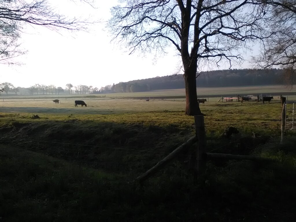 Wiesen bei Fahrland