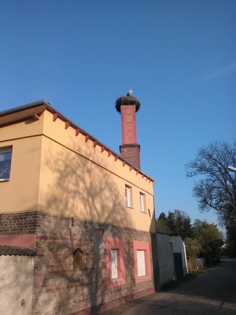 Storch in Fahrland