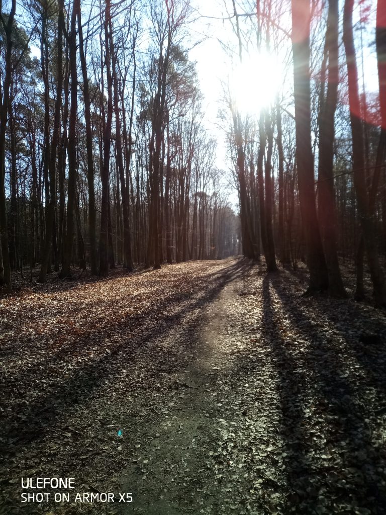 Die Sonnenstrahlen brechen durch den Wald