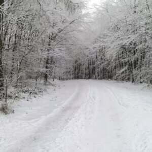 Harzer Wandernadel - Stempelstelle 184 - Bärendenkmal